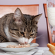 Image for article titled Food Blogger Eats Cat Food, Toothpaste, and Other Weird Crap